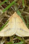 Aspitates ochrearia