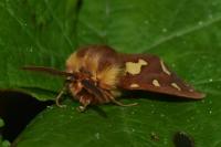 Arctia testudinaria