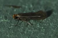 Tinea pellionella
