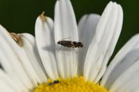 Glyphipterix simpliciella