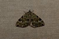 Colostygia pectinataria