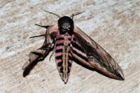 Sphinx ligustri