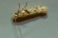 Caryocolum blandellum