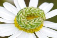 Cucullia chamomillae