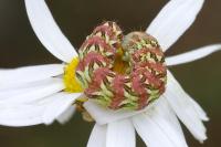 Cucullia chamomillae