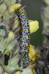 Cucullia verbasci