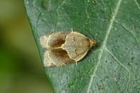 Clepsis dumicolana