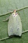 Tortrix viridana