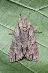Acronicta psi/tridens