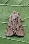 Acronicta psi/tridens