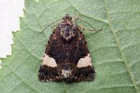 Tyta luctuosa