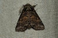 Gluphisia crenata