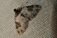 Xanthorhoe fluctuata