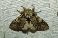 Peridea anceps