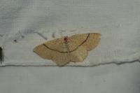 Cyclophora punctaria