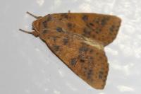 Cirrhia gilvago