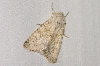 Aporophyla canescens