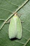 Tortrix viridana