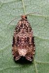 Celypha lacunana