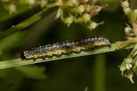 Depressaria daucella