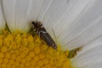 Glyphipterix simpliciella