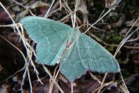 Hemithea aestivaria