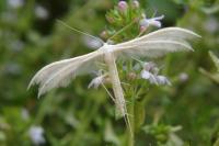Pterophorus pentadactylus