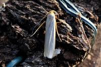 Eilema caniola