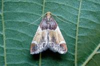 Pyralis farinalis