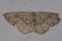 Cyclophora pendularia