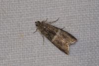 Elegia similella