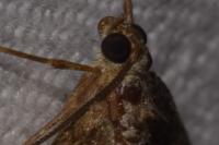 Thera britannica
