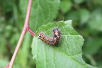 Acronicta tridens