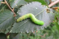 Orthosia gothica