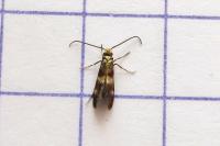 Micropterix aglaella