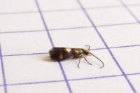 Micropterix aglaella