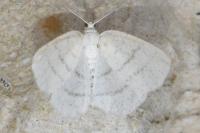 Cabera pusaria