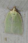 Tortrix viridana