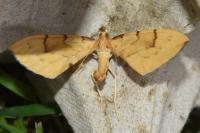 Gandaritis pyraliata