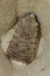 Caradrina clavipalpis