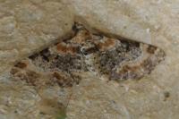 Eupithecia pulchellata