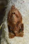 Ditula angustiorana