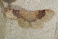 Idaea degeneraria