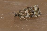 Celypha lacunana