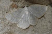 Cabera exanthemata