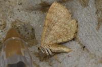 Euchoeca nebulata