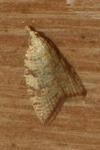 Aleimma loeflingiana