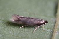 Bucculatrix nigricomella
