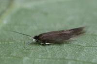 Bucculatrix nigricomella