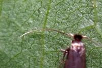 Bucculatrix nigricomella